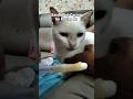 Mengobati Kucing Ku Yang Cacingan #shorts #pets #cat #catlovers #kucing #animals