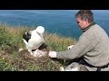 Albatross chick recovering