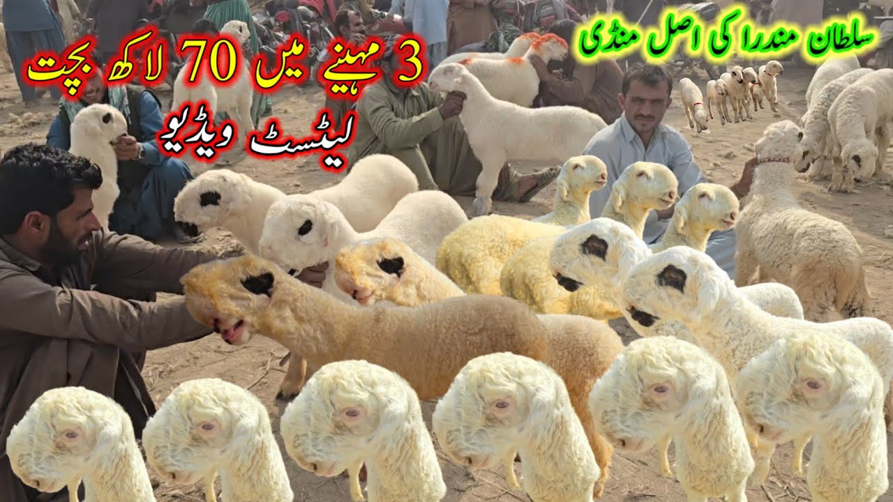 Top class sultan mundra chatra ki special mandi in dgkhan 