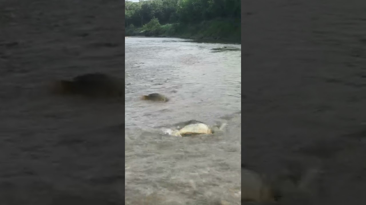 Fishing in Texas rivers  