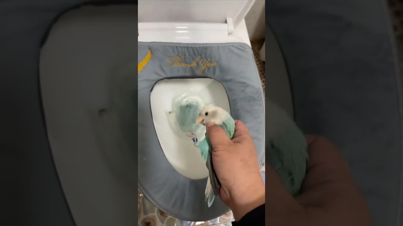 রিংকুর🦜পাখি সঠিক যায়গাই রাখলাম😲 #vairal #shorts