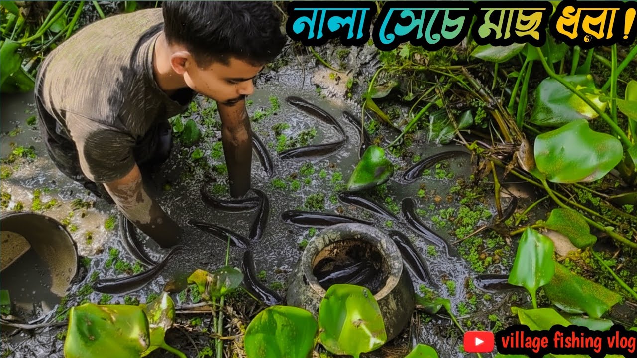 নালা সেচে দেশি শোল, মাগুর আর শিং মাছ ধরার দারুণ কৌশল!Traditional Fishing
