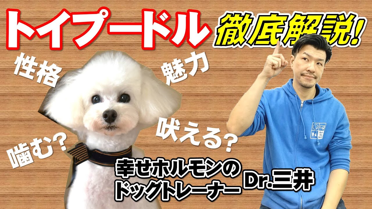 犬の吠え 来客時やインターホンの音への 犬の吠え の具体的な改善方法を徹底解説 Youtube