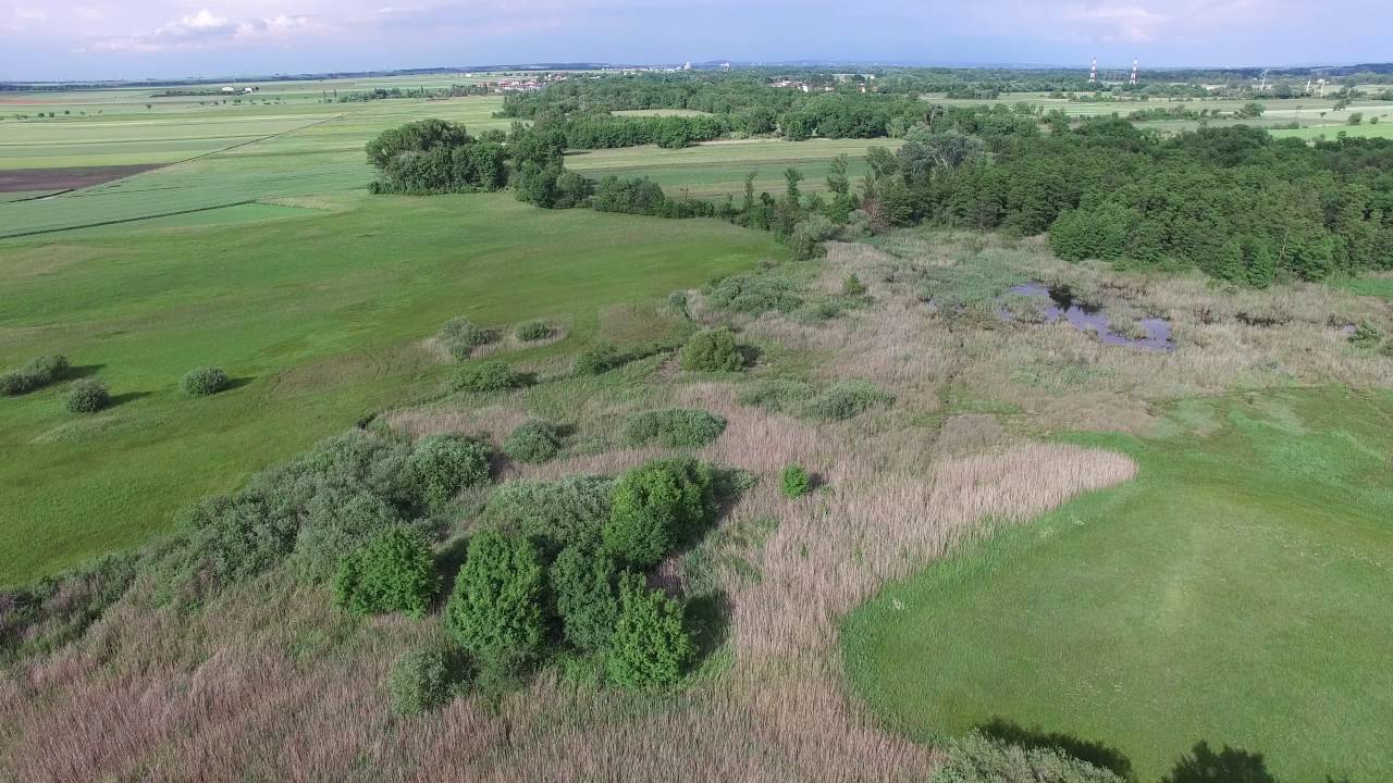 Niedermoor Brunnlust bei Mossbrunn (Wiener Becken)
