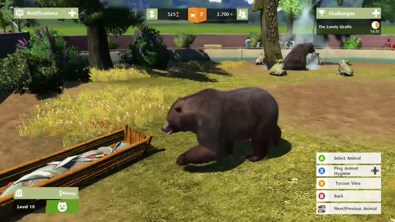 Why Are Bears So Cute YouTube