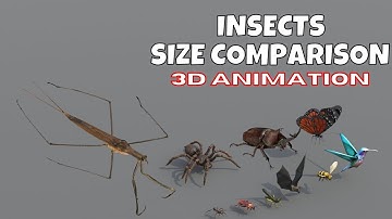 Insects Size Comparison | Blender 3D Animation | Real Scale 3D Comparison