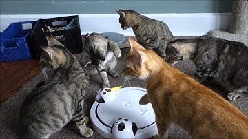 The FroliCat Pounce Review