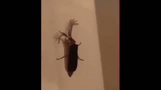 Stan twitter: Megan thee stallion- "Wtf kind of bug is that, bitch a eyelash bug"