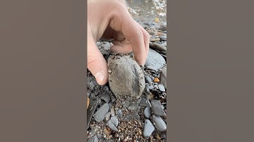 We opened this Jurassic stone whilst hunting for fossils on the beach! 🐬
