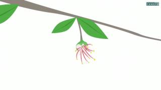 le developpement des vegetaux de la fleur au fruit du fruit a la graine