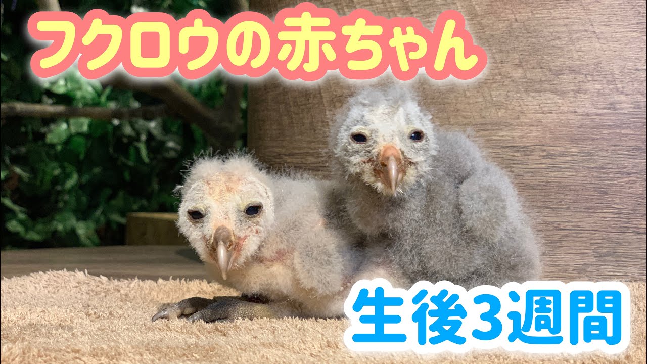 フクロウの赤ちゃん達の成長【3週間経過】 - YouTube