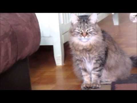 Βίντεο: Hiccups Cat: Τι πρέπει να ξέρετε