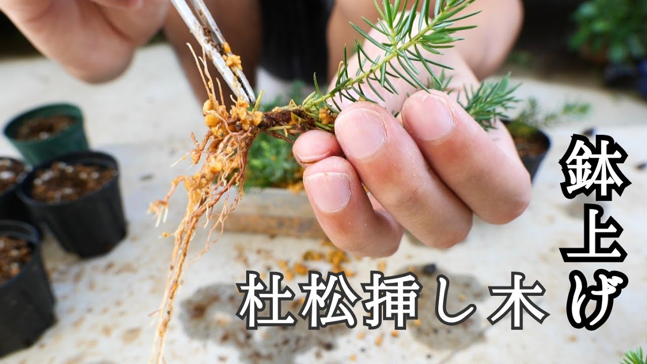 大野性杜松の新梢挿し木を鉢上げ Youtube