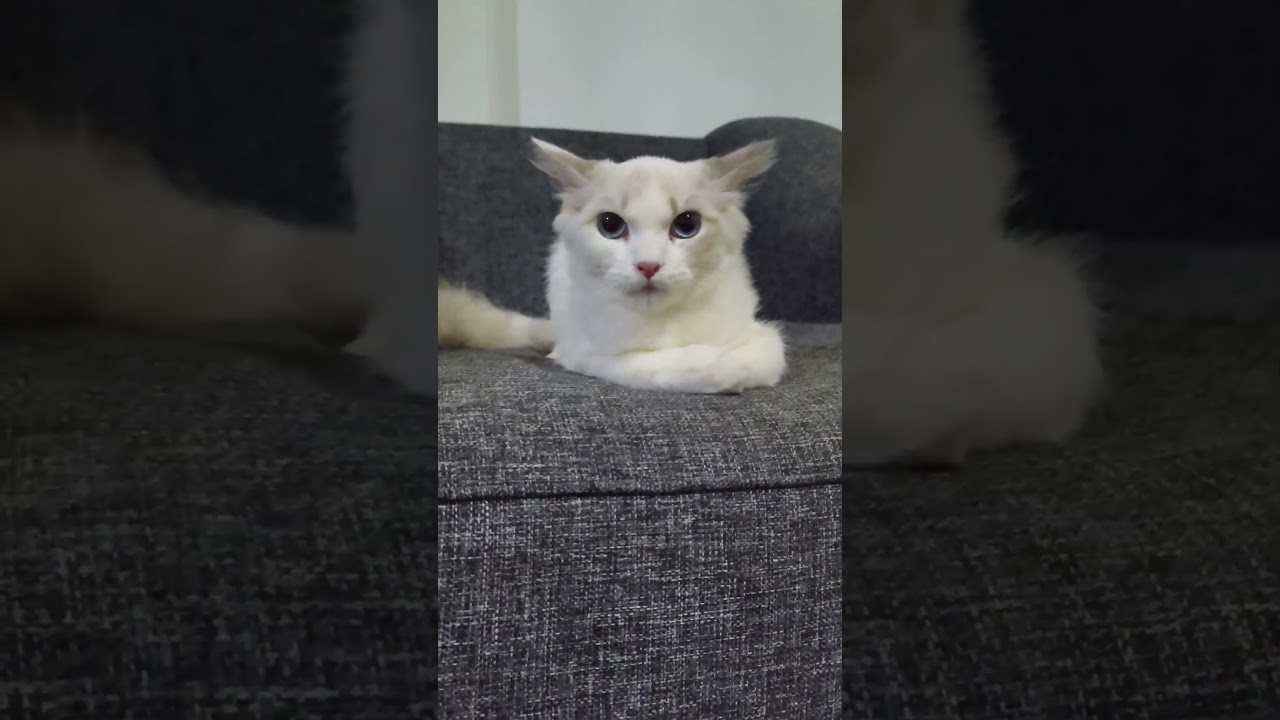 cute kitten #shorts #kitten #viral