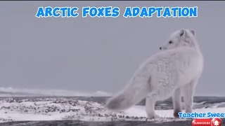 Animal Adaptation: How do Arctic Foxes and Polar Bears survive?