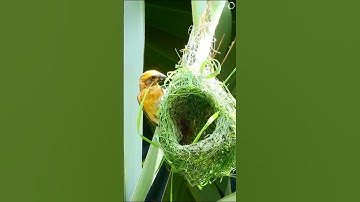 Incredible Baya Weaver Bird Nest Building Skills in Action!