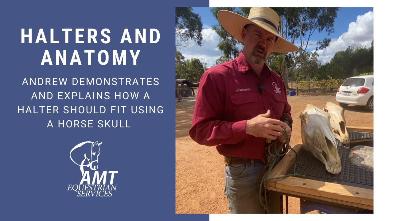 Fitting a halter and anatomy of the horse's head
