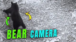 Bear Tries to Take a Camera off a Tree