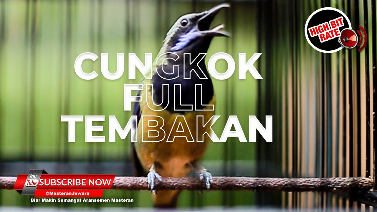 Full Tembakan Ak47 Isian Cucak Cungkok Super Gacor Masteran Terbaru 2023