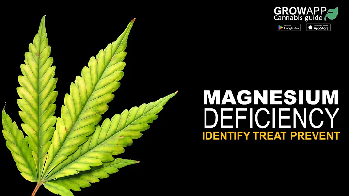 Magnesium Deficiency | How to identify, treat, and prevent Magnesium Deficiency on cannabis plants