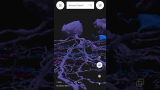 Neuseum on mobile