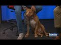 Pet Project: Red enjoys car rides