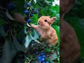 sayrana c h zindagi ki faja ap b zindagi ka mja lijiye#animalvideo#shorts#yt#animalstatus