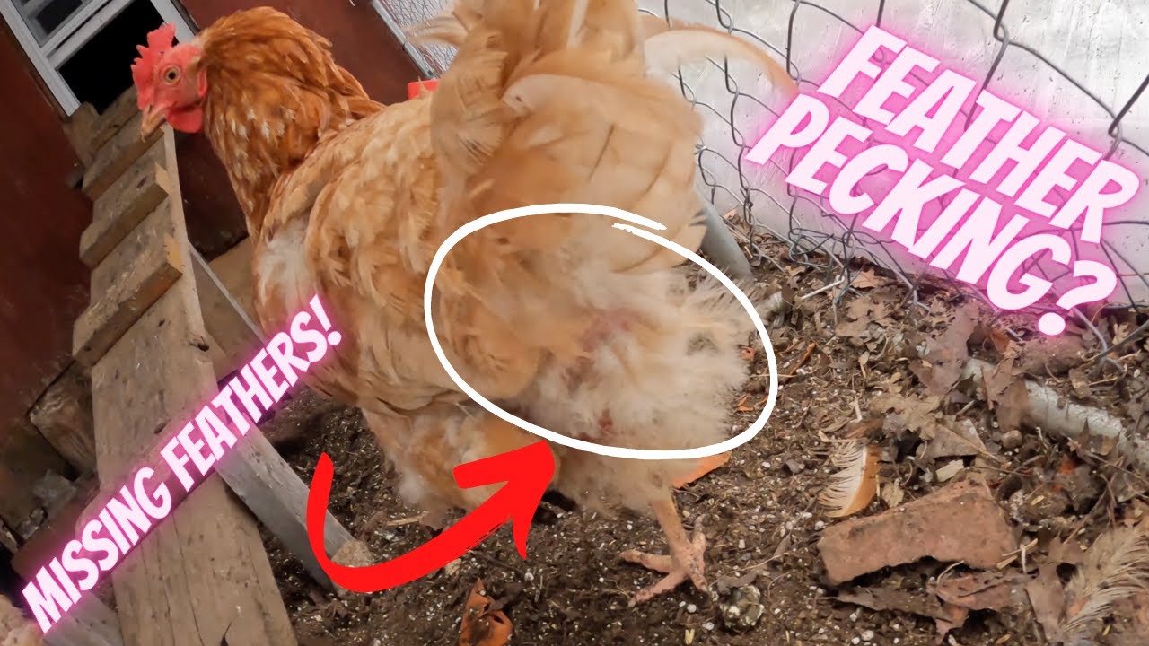 How To STOP Feather Pecking in Your Flock| STOP a Bully Chicken