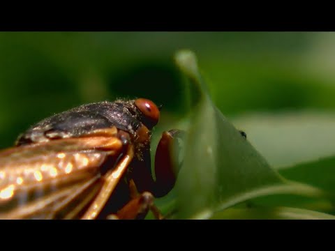 When do cicadas emerge in Kansas?