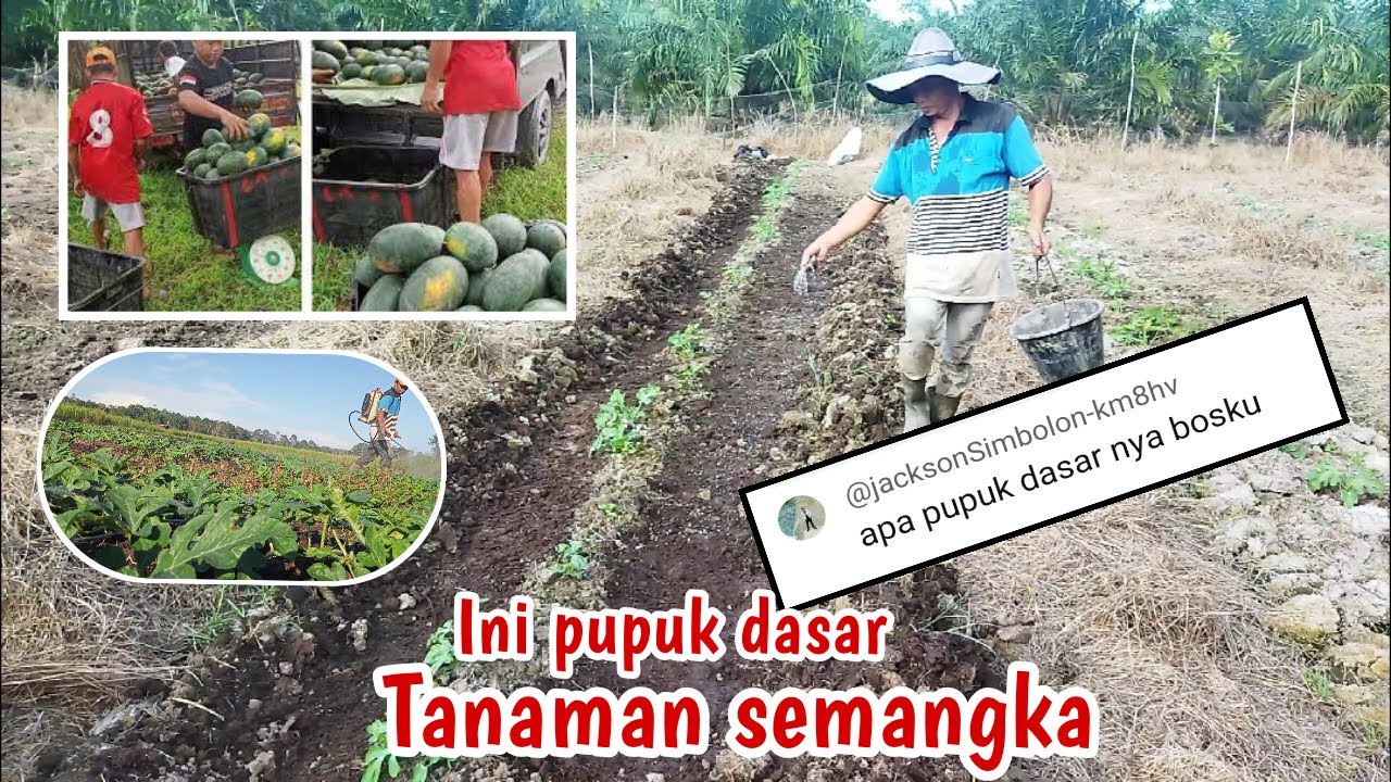 Pupuk dasar untuk semangka dijamin hasil berkualitas