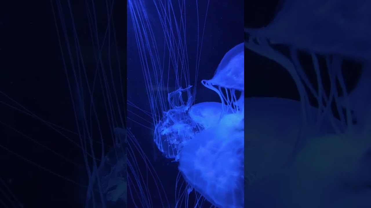 Peaceful Ocean Visuals 🌊 Calming Music for Sleep & Relaxation