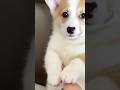 Cute puppy ❤️ #かわいい犬 #anjingcomel #สุนัขน่ารัก#cutedogph #chóđángyêu #anjinglucu #cachorrofofo