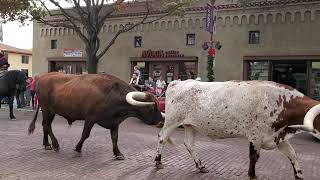 Fort Worth Texas Cattle Drive