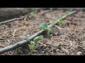 Siembra Directa y Plantando Planteles - Qué Cultivar en Septiembre (Otoño)