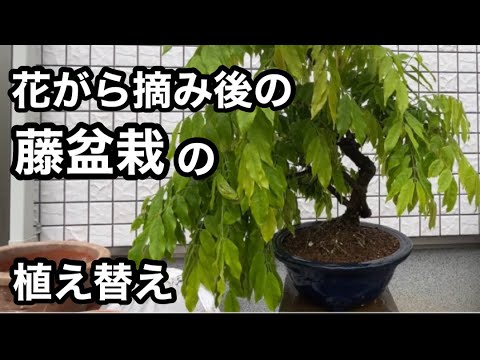 盆栽】😉花がら摘みと剪定をした藤盆栽の1鉢を植え替え🪴I repotted