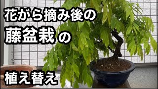 盆栽】😉花がら摘みと剪定をした藤盆栽の1鉢を植え替え🪴I repotted