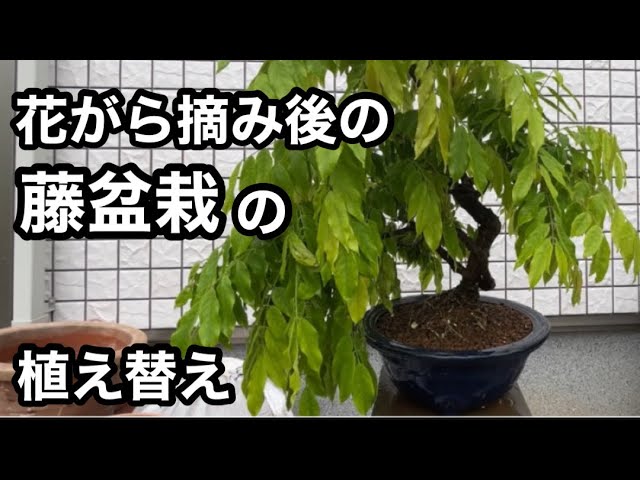 盆栽】😉花がら摘みと剪定をした藤盆栽の1鉢を植え替え🪴I repotted