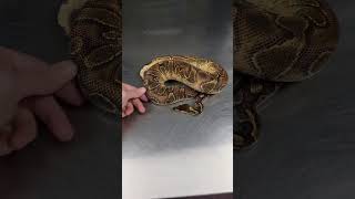 Black Head Enchi YB girl raising up over here! #ballpython #pythonregius