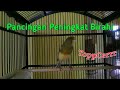 Pancingan Birahi Kenari Jantan Atau Betina Kenari Af Gacor Birahi Mp3 - Mp4 Download