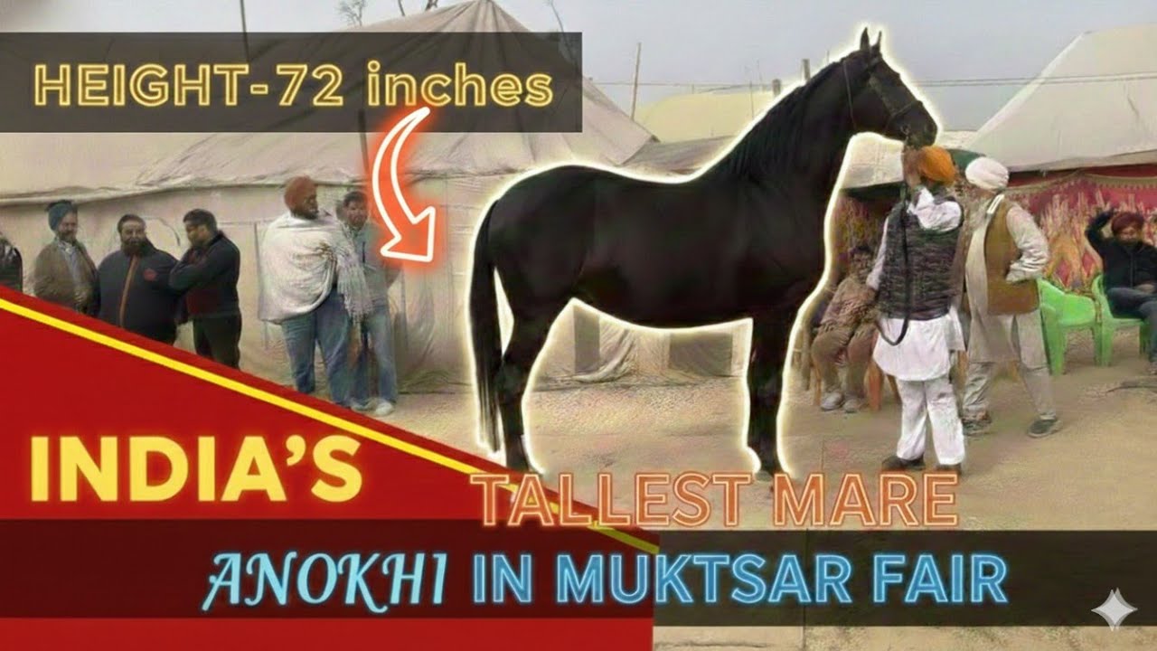 Muktsar mele te aayi Anokhi ghodi / gurbaaz sahuli / surkhab