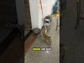 Anjing ini selalu mampir ke rumahnya untuk ngajak main kucingnya