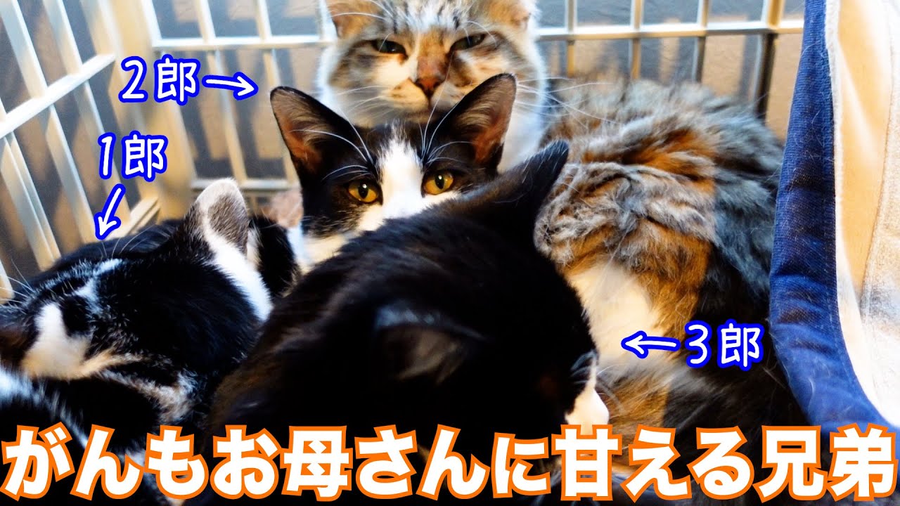 癒し】弟たちがお兄ちゃんお姉ちゃんに甘えまくる！ - YouTube