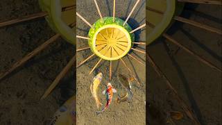 Survival Skills: Unreal Fish 🐠 Trap with Just a Papaya! #bushcraft​ #camping​ #outdoor​ #survival​