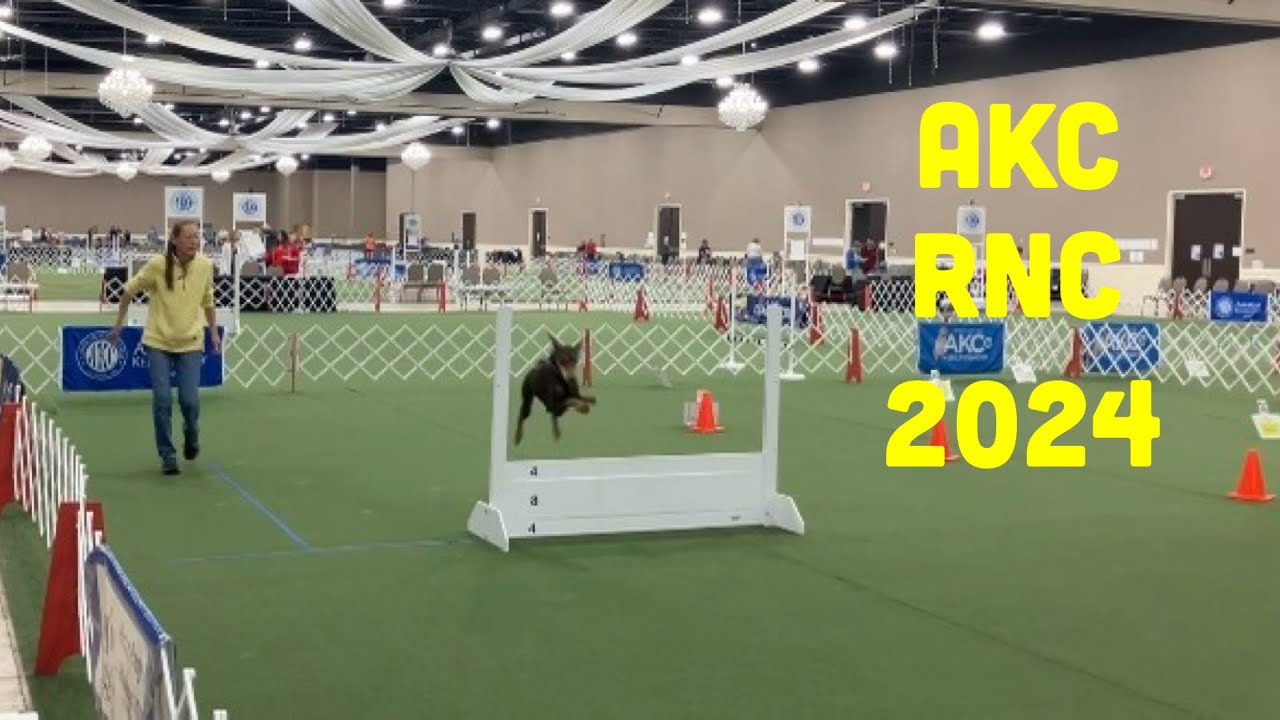 Doberman Competes at AKC Rally National Championship 2024 - YouTube