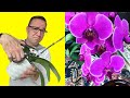 Where To Cut Orchid Stem After Flowers Fall Off!