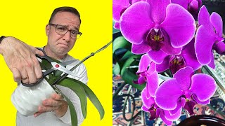 Where To Cut Orchid Stem After Flowers Fall Off Youtube