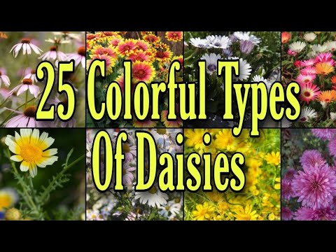 25 Colorful Types Of Daisies