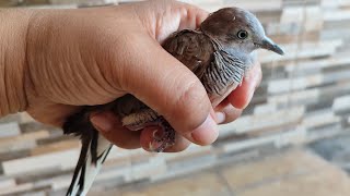 CHARACTERISTICS OF LOCAL NATURAL FEMALE DOVE