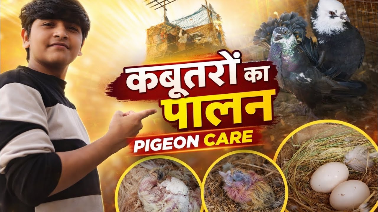 Pigeon kabutar bacche #pigeon #vilogpigeon #trending #kabootar #vairalvideo #pigeonlaver 