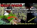 NEKAD MAKAN RIBUAN SILUMAN ULAT ANEH MENYERANG TANAMAN WARGA! INI YANG TERJADI @acenginsect4545